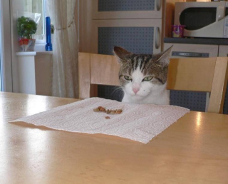 Illustration for article titled Some of the Ugliest Cats on the Internet